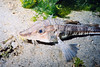 nwgeogirl > Sturgeon Poacher - Poacher Family