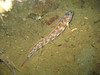 nwgeogirl > May 17th, 2007 - Most of the Northern Ronquils we saw were displaying their breeding colors/patterns.