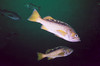 nwgeogirl > Yellowtail Rockfish - Scorpionfish Family