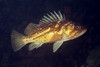 nwgeogirl > Copper Rockfish - Scorpionfish Family