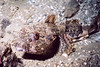 nwgeogirl > Great Sculpin - Sculpin Family
