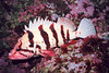 nwgeogirl > Tiger Rockfish - Scorpionfish Family