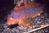 nwgeogirl > Female Kelp Greenling - Greenling Family