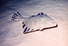 nwgeogirl > Starry Flounder - Right Eye Flounder Family