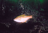 nwgeogirl > Kelp Perch - Surf Perch Family