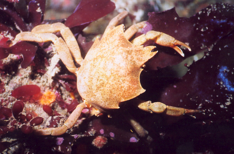 nwgeogirl > Northern Kelp Crab - Arthropod Phylum