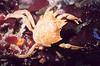 nwgeogirl > Northern Kelp Crab - Arthropod Phylum