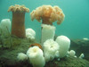 nwgeogirl > Plumose Anemone- Cnidaria Phylum