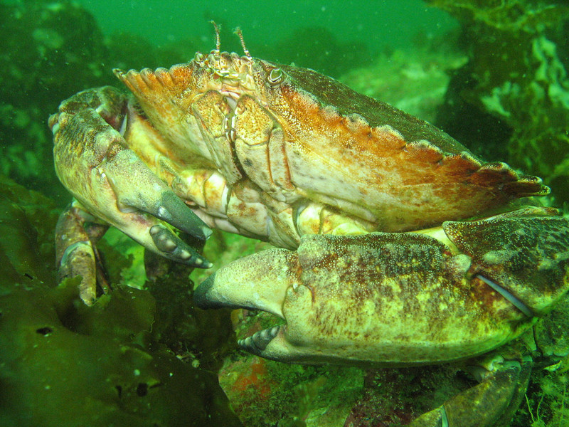 nwgeogirl > Red Rock Crab - Arthropod Phylum