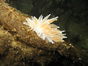 nwgeogirl > White Lined Dirona - Mollusca Phylum
