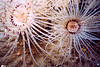 nwgeogirl > Tube Dwelling Anemone- Cnidaria Phylum