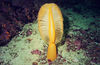 nwgeogirl > Orange Sea Pen- Cnidaria Phylum