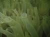 nwgeogirl > REEF Hood Canal Ciona hunting expedition photo