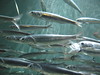 nwgeogirl > Northern Anchovy