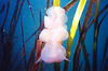 nwgeogirl > Lion Nudibranch, Fort Worden, Washington