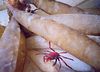 nwgeogirl > Juvenile Kelp Crab clambers across squid egg casings