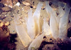 nwgeogirl > A cluster of Ciona savignyi. Photo by Janna Nichols