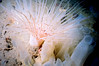 nwgeogirl > A Tube Dwelling Anemone is flanked by Ciona savignyi. Photo by Janna Nichols.