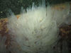 nwgeogirl > The Ciona savignyi invasive tunicate that we'd been tracking at the North Wall, has exploded in population in areas. One rock we found was covered with thick colonies of the clear tubelike critters, standing about 5" tall. We found many areas in the 40-50 foot range where they had a firm foothold and were clearly spreading.