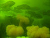 nwgeogirl > We hit a very bad section of visibility in the 20 foot and shallower range, with a thick cloud of yellowish goo passing overhead. As it cleared slightly, we realized we were in the midst of a very large school of Copper Rockfish. Rockfish usually inhabit waters 40ft and deeper, and it's customary to see small aggregates of Copper Rockfish together, like 5 or so.
To see 75+ of them, slugglishly swimming in 20 feet and shallower, was very unusual.