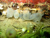nwgeogirl > Ciona savignyi, one of three species of invasive tunicates that Washington state is currently attempting to deal with, is now clearly taking a foothold on Sund Rock. Previously not sighted there, it's starting to appear in clusters in the 40-50 foot range.