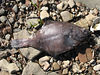 nwgeogirl > We also saw a few Rock Sole washed up on the beach too, along with a good sized male Kelp Greenling.